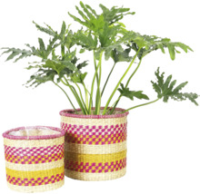 Plant in twee gevlochten bloempotten