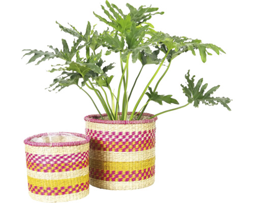 Plant in twee gevlochten bloempotten
