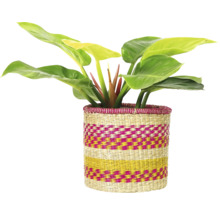 Kamerplant in een decoratieve mand