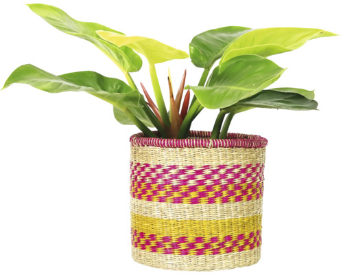 Kamerplant in een decoratieve mand