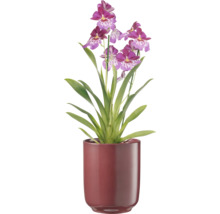 Orchidee in pot