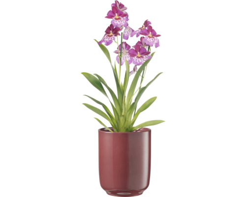 Orchidee in pot