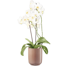 Orchidee met witte bloemen in een bloempot