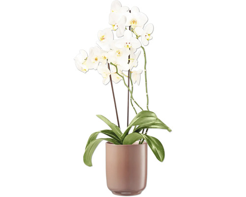 Orchidee met witte bloemen in een bloempot