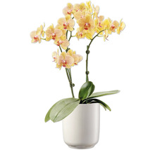 Orchidee in een pot