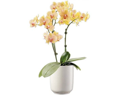 Orchidee in een pot