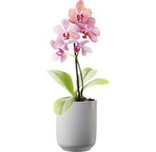 Orchidee in pot