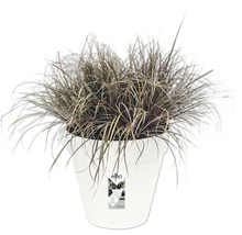 Gras in een witte plantenpot