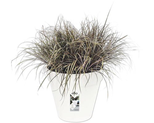 Gras in een witte plantenpot