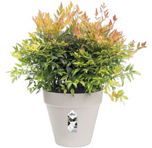 Nandina plant in pot