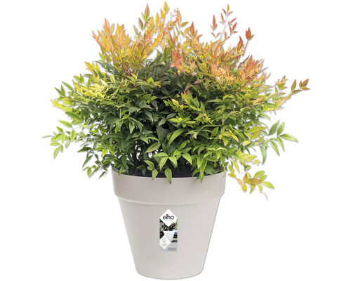 Nandina plant in pot