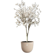 Bloeiende sierboom in een pot