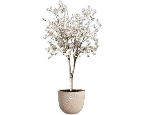 Bloeiende sierboom in een pot