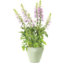Gevulde vingerhoedskruid in een bloempot met Elho logo.