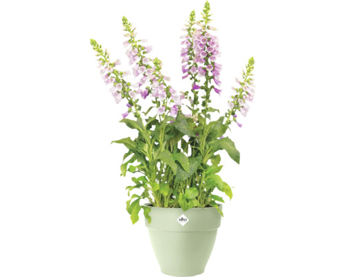 Gevulde vingerhoedskruid in een bloempot met Elho logo.