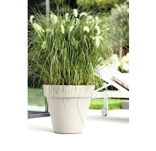 Grasanjer in plantenbak buiten