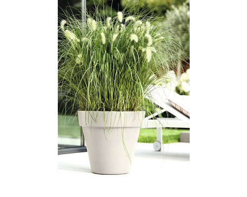 Grasanjer in plantenbak buiten