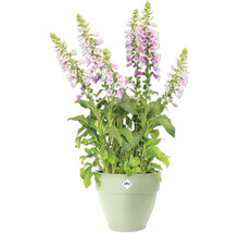 Gevulde vingerhoedskruid in een pot met Elho logo