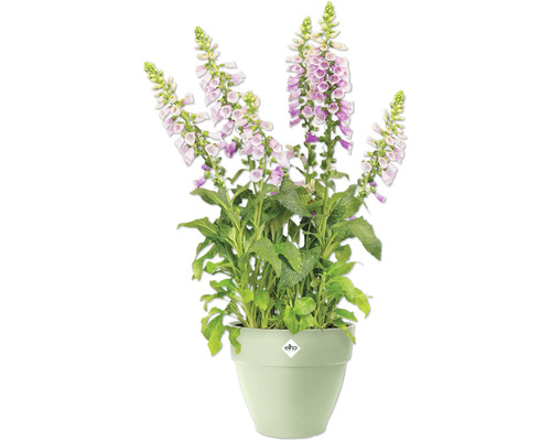 Gevulde vingerhoedskruid in een pot met Elho logo