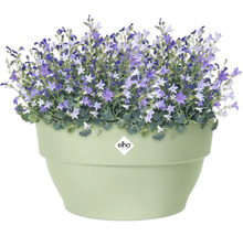 Bloempot met Campanula planten