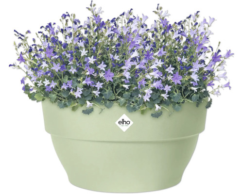 Bloempot met Campanula planten