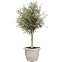 Olijfboom in pot voor de tuin
