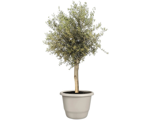 Olijfboom in pot voor de tuin
