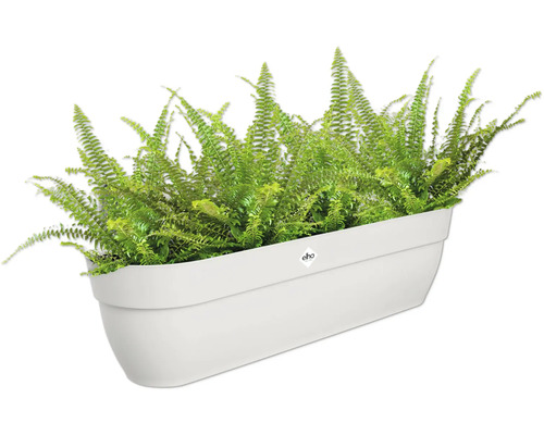 Bostonvaren in een plantenbak