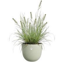 Gras in een pot met golvend design en Elho logo