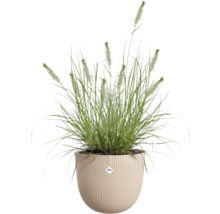 Grasbundel in een geribbelde plantenbak