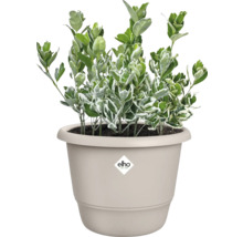 Op de afbeelding is een Euonymus-plant te zien in een Elho-plantenbak.