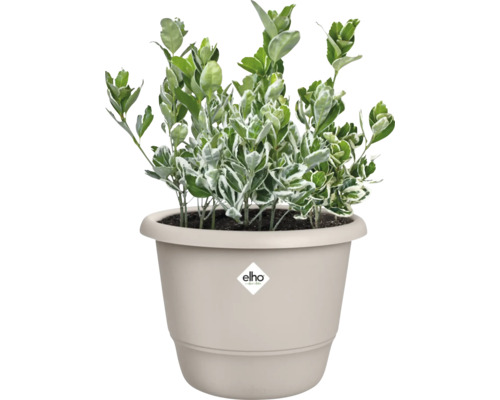 Op de afbeelding is een Euonymus-plant te zien in een Elho-plantenbak.