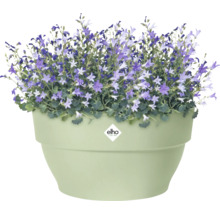 Klokjesbloemen in een plantenbak met Elho logo