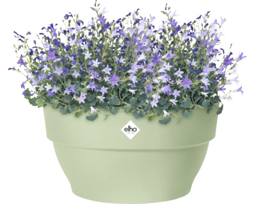 Klokjesbloemen in een plantenbak met Elho logo