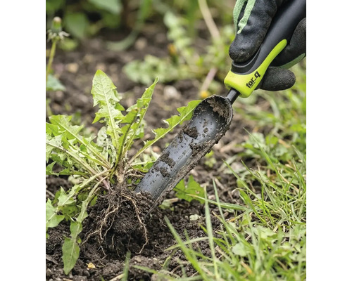 Onkruidsteker in gebruik voor het verwijderen van paardenbloemen