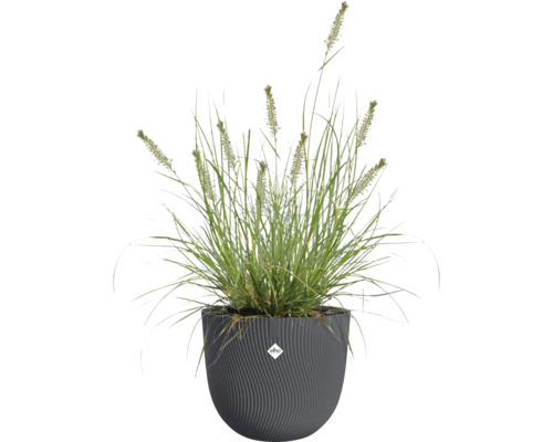 Gras in een decoratieve pot met Elho logo