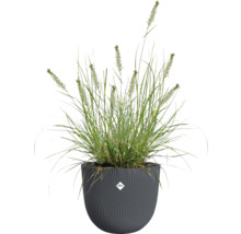 Gras in een gestructureerde plantenbak