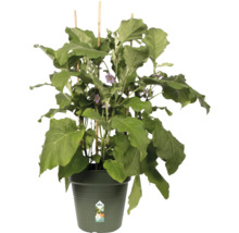 Aubergineplant in pot met klimhulp