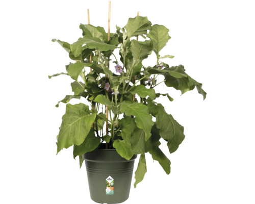 Aubergineplant in pot met klimhulp