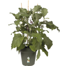 Aubergineplant in pot met klimhulp