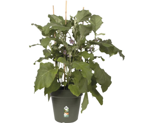 Aubergineplant in pot met klimhulp