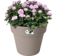 Potroos met lichtpaarse bloemen in een bloempot