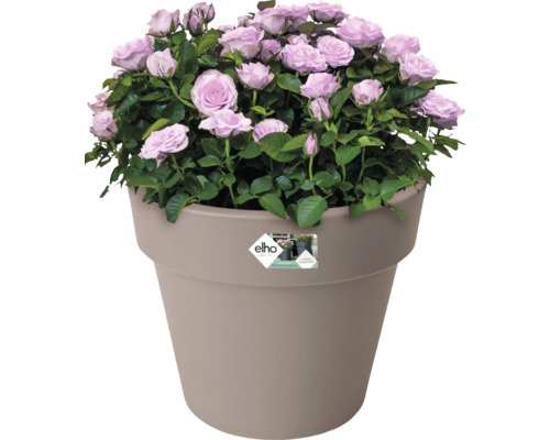 Potroos met lichtpaarse bloemen in een bloempot