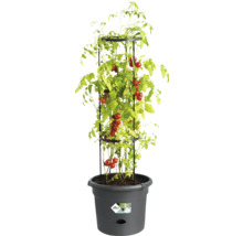 Tomatenplant met klimrek in een pot