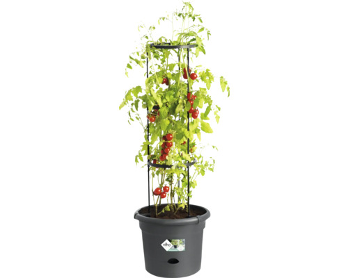 Tomatenplant met klimrek in een pot