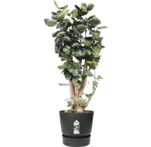 Kamerplant in een zwarte plantenbak