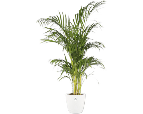 Areca palm in een witte pot
