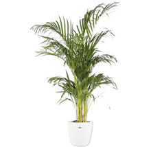 Areca palm in een witte pot