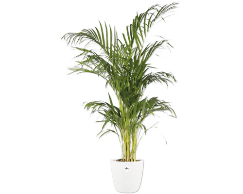 Areca palm in een witte pot