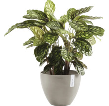 Calathea kamerplant in grijze Ecopots bloempot met gedessineerde bladeren.